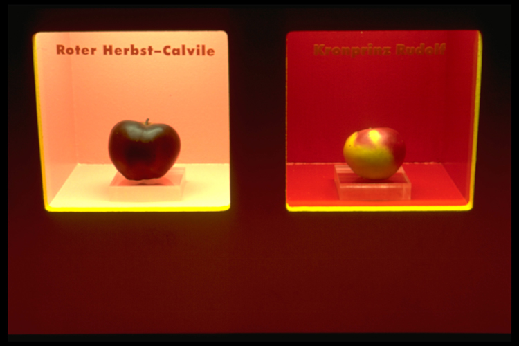 Apfel 692CDF5C745E42B1